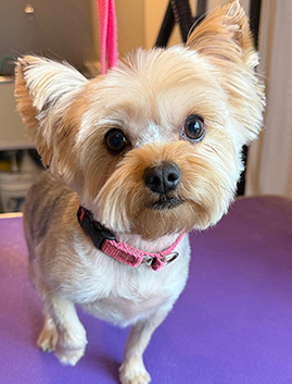 yorkie